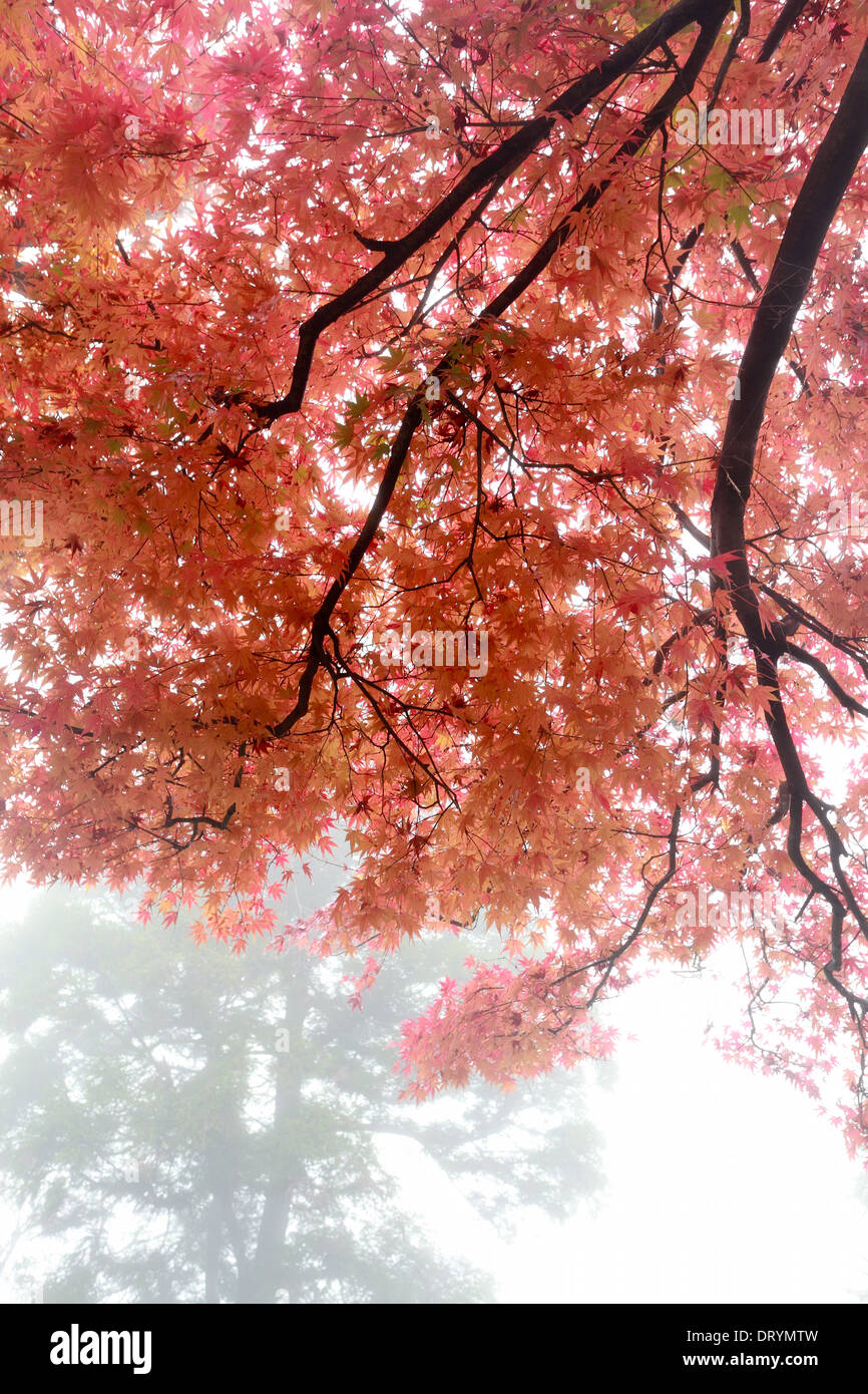 Ahorn-Blätter im Nebel Stockfoto