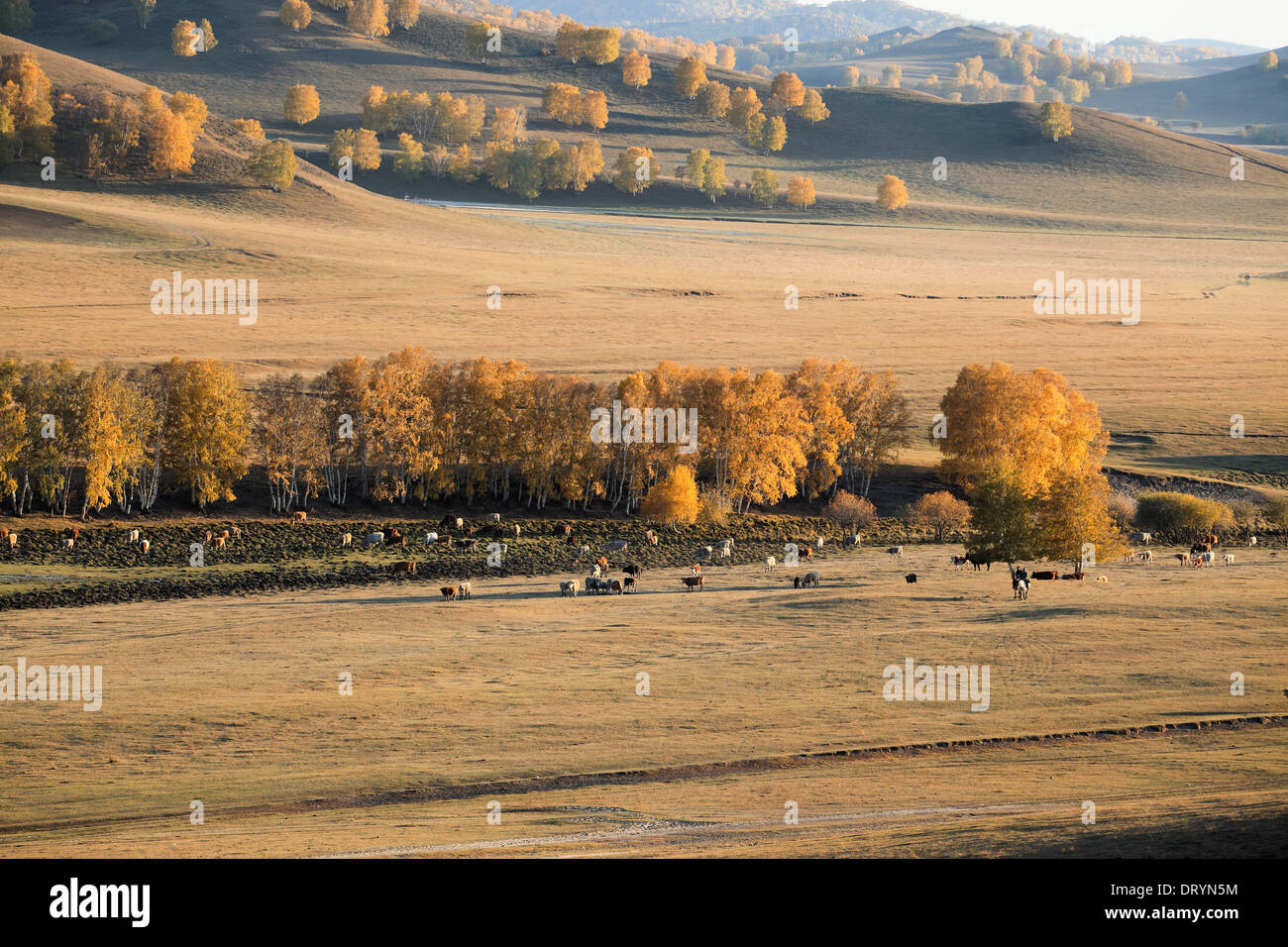 Herbst Prärie Stockfoto