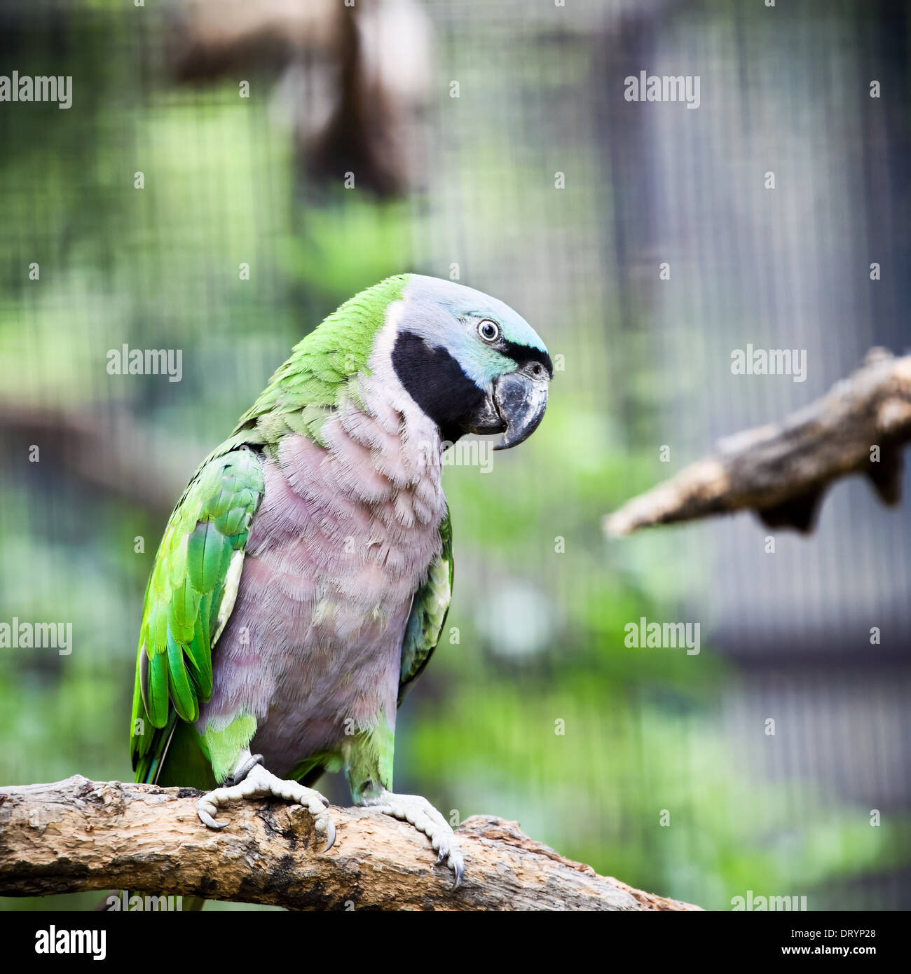 Grüner Papagei Stockfoto