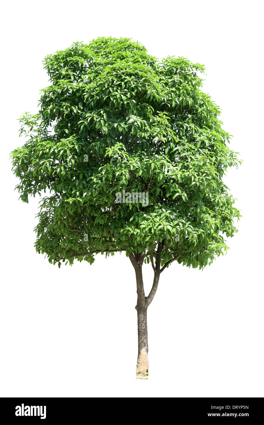 Osmanthus Baum Stockfoto