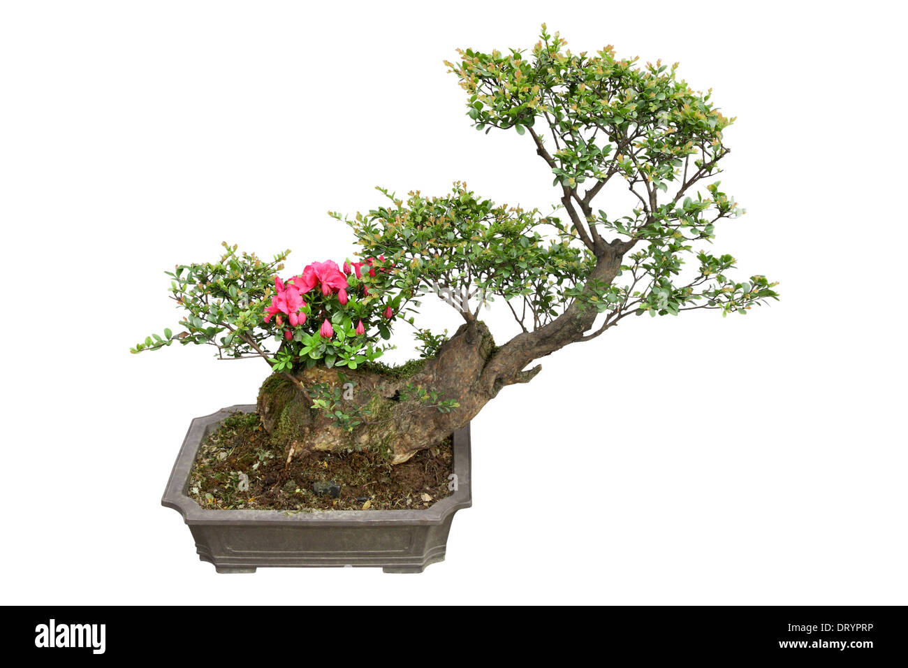 Bonsai-Baum und rhododendron Stockfoto