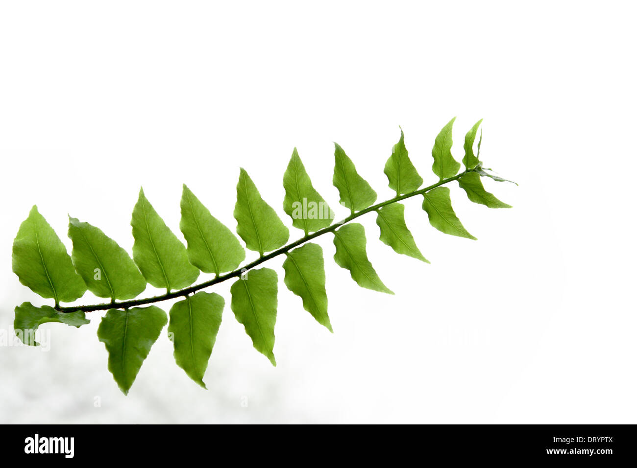 grüner Farn Blatt Stockfoto