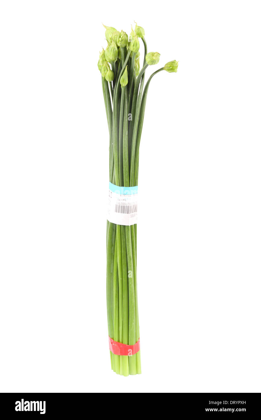 Schnittlauch Blüte Stockfoto