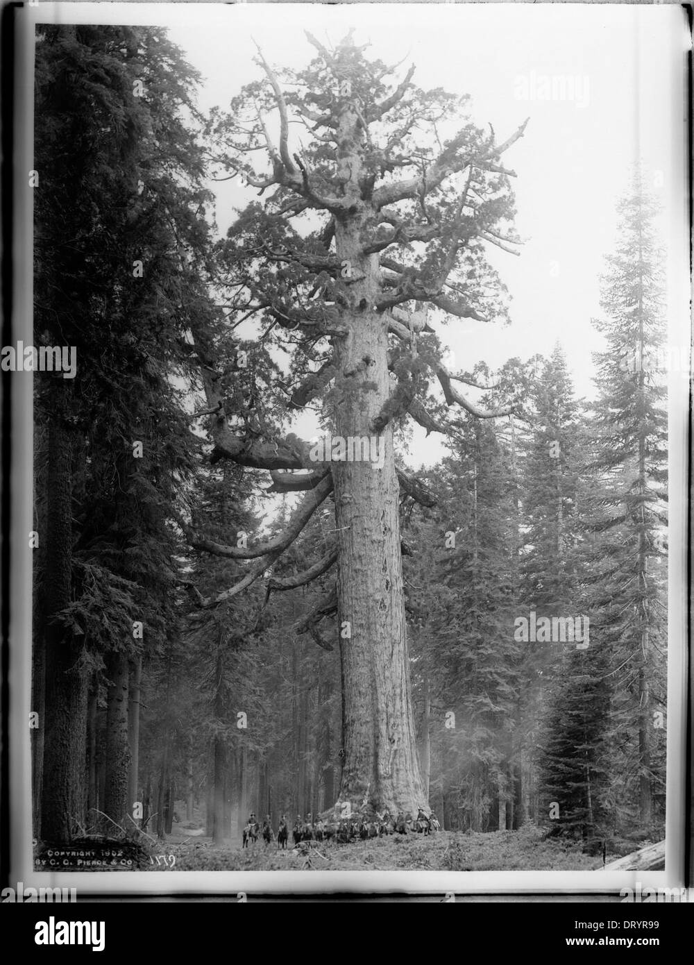Etwa sechzehn berittene Soldaten der F-Truppe stehen vor dem „Grizzley Giant“, einem riesigen Mammutbaum in Mariposa Grove, Yosemite National Park, die um 1902 fotografiert wurden. Stockfoto