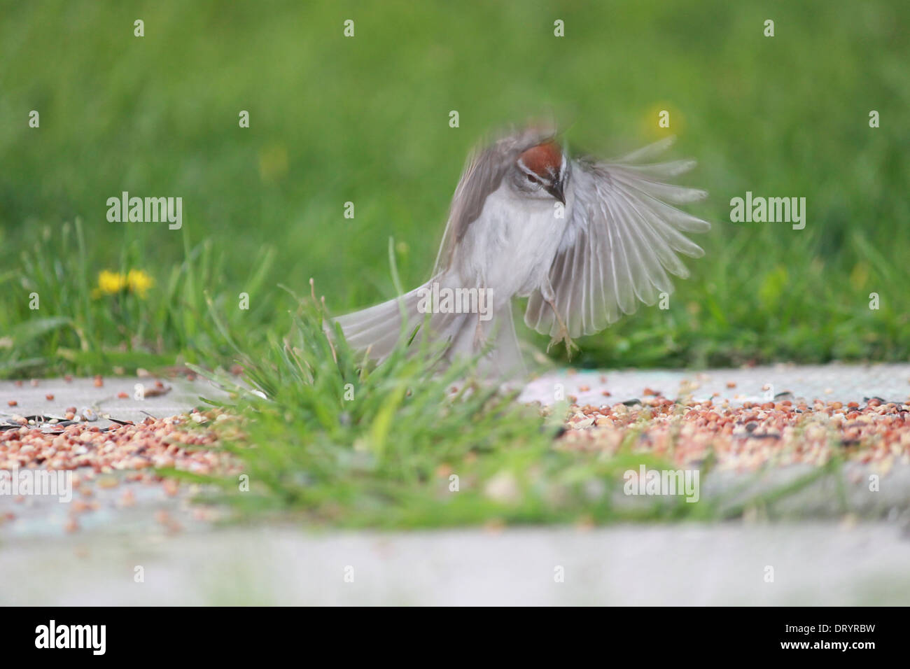 Wegfliegender vogel Fotos und Bildmaterial in hoher Auflösung Alamy