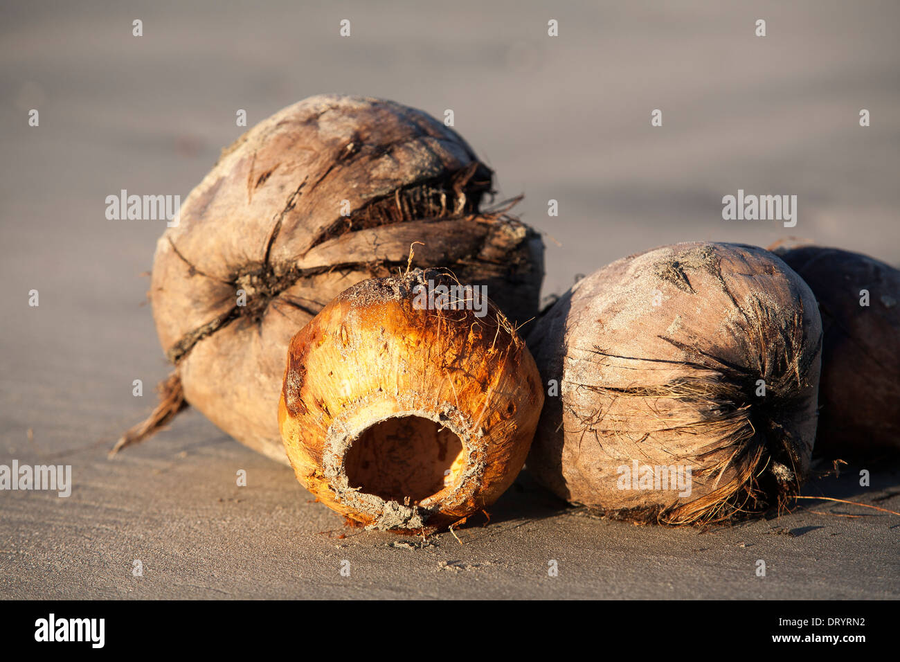 Schalen von Kokosnüssen und leere Pipa Muscheln liegen am Strand in Playa Tamarindo, Guanacaste, Costa Rica Stockfoto