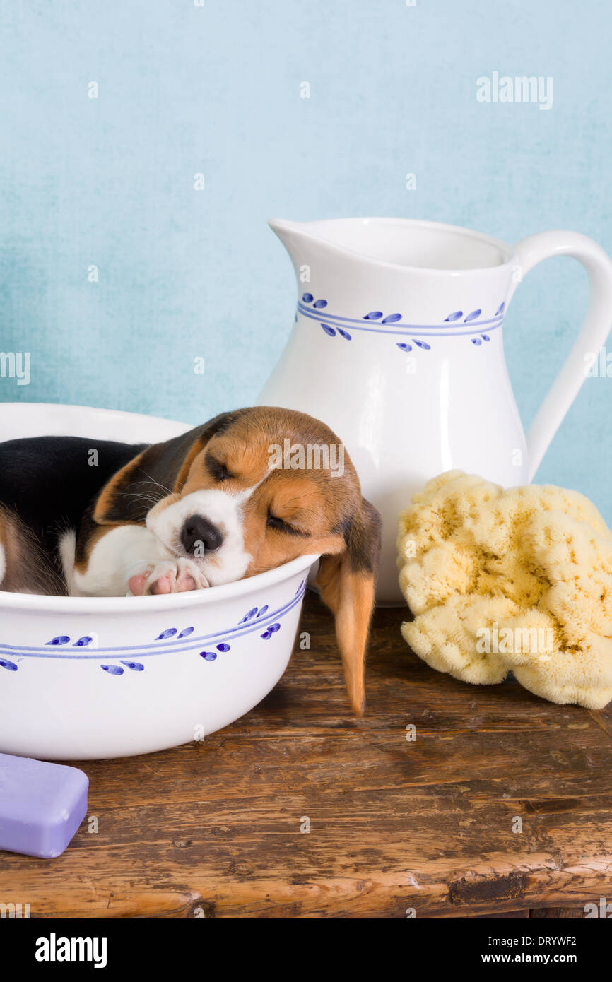 Verschlafene sieben Wochen alten Welpen Beagle liegend in einem Vintage Waschzuber Stockfoto