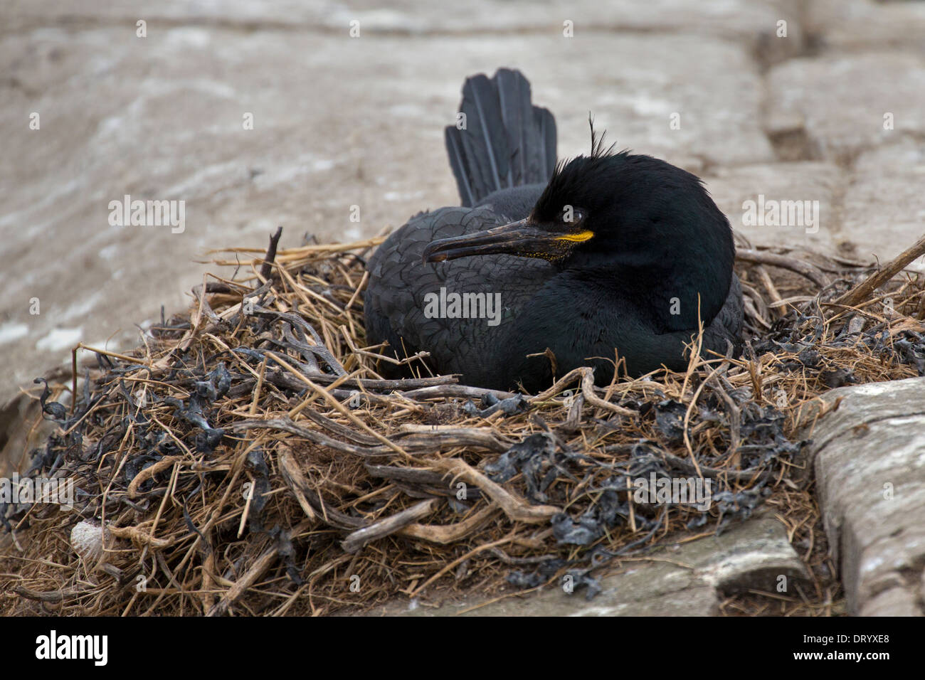 Shag auf nest Stockfoto