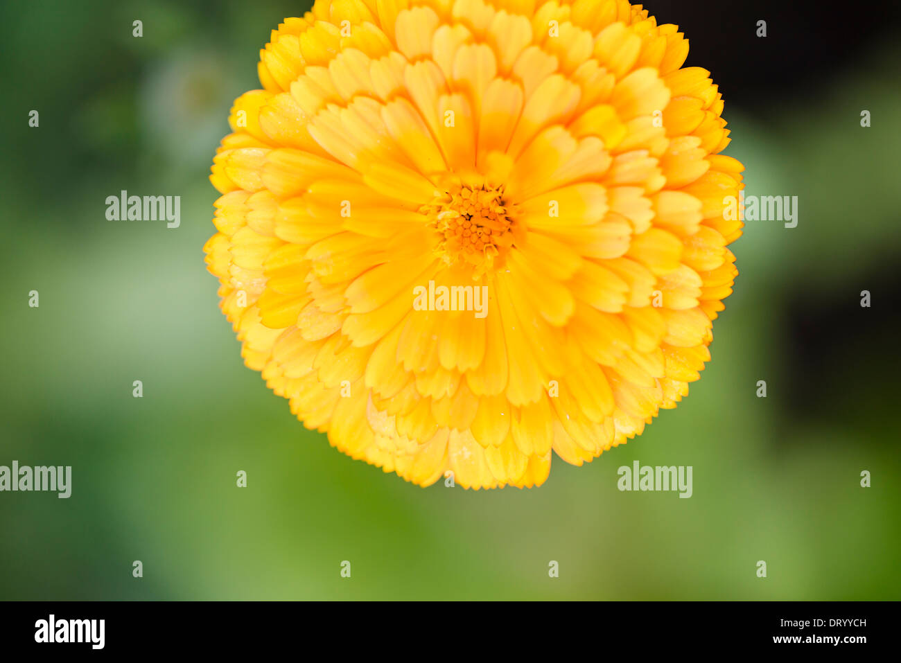 Ringelblumeblume (Calendula Officinalis), Nahaufnahme von oben. Stockfoto