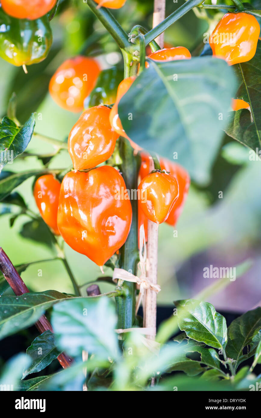 Nahaufnahme von orange Habanero Chili Pfeffer wächst im Garten Stockfoto