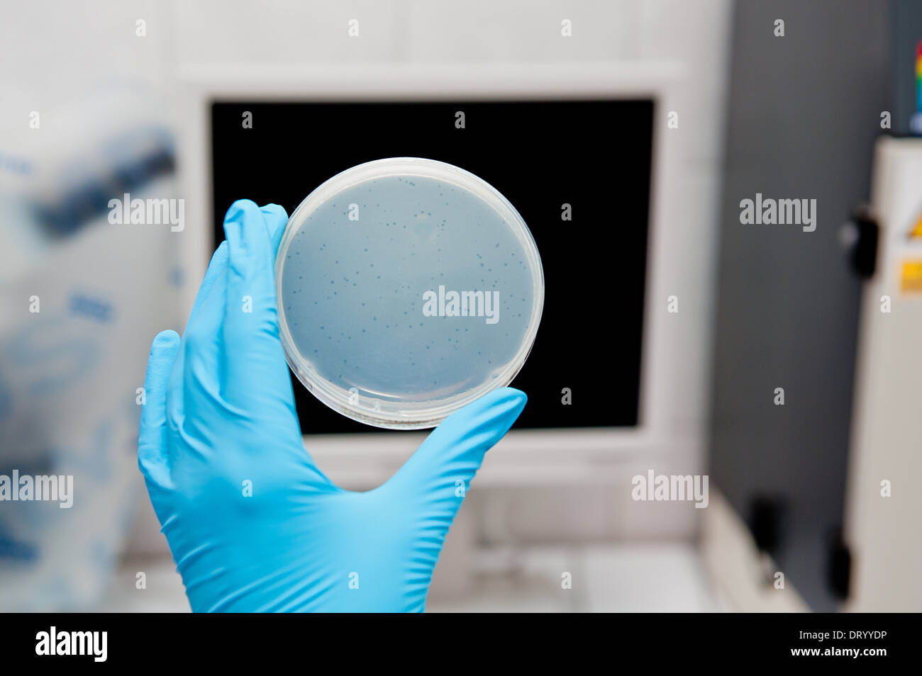 Nährbodenplatte und Bakteriophagen in Biotech-Labor Stockfoto