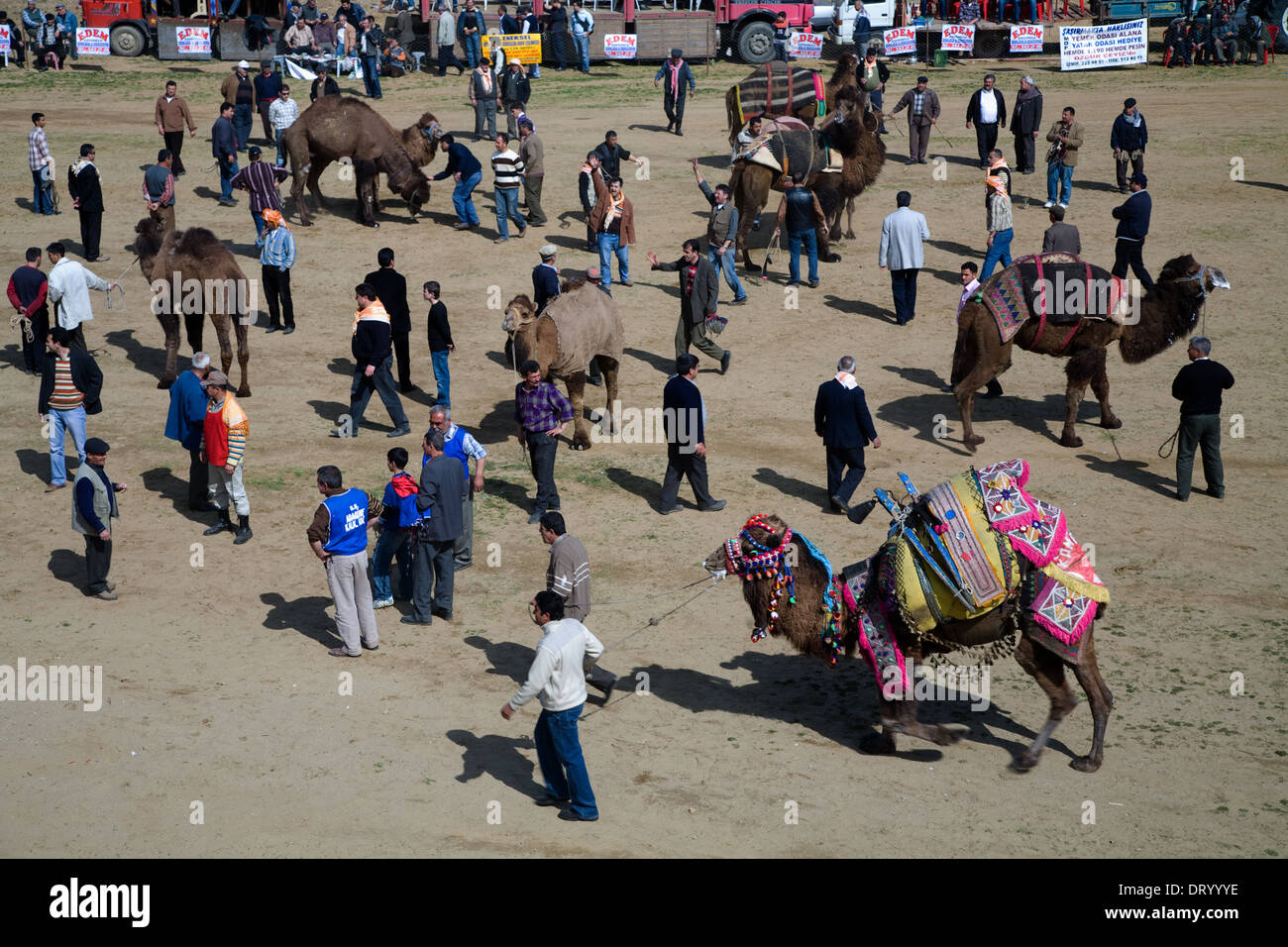 Kamelwrestling-Festival in Kozak Bergama Türkei. Stockfoto