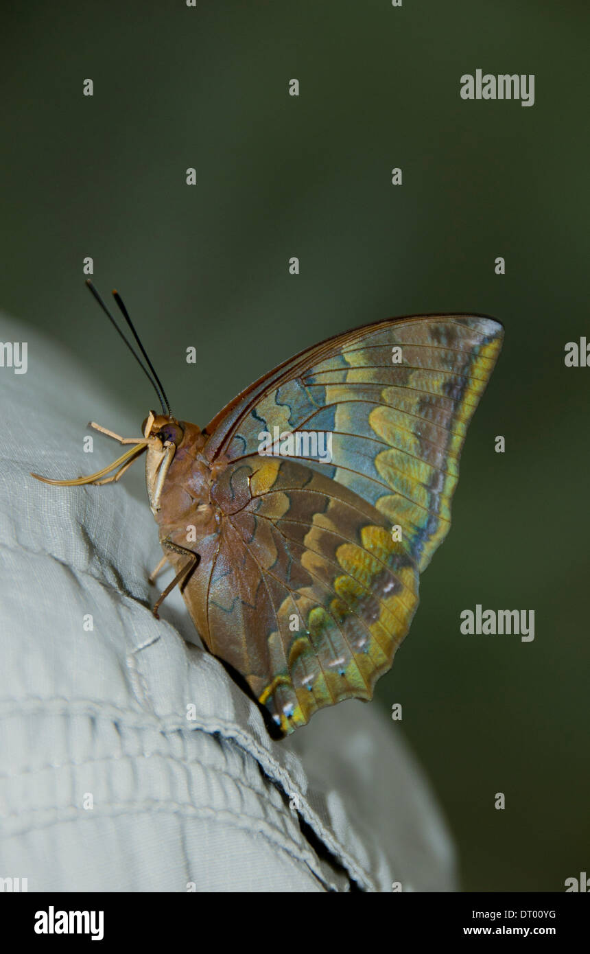 Schmetterling, auf menschliche Schulter ruht, Danum Valley, Ost-Malaysia, Sabah, Borneo Stockfoto