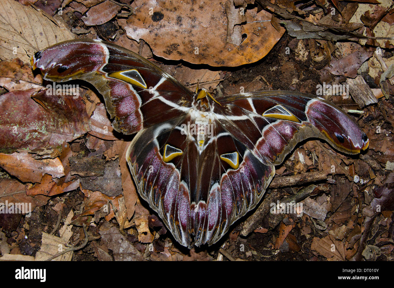 Motte, ruht auf Laubstreu, Danum Valley, Ost-Malaysia, Sabah, Borneo Stockfoto