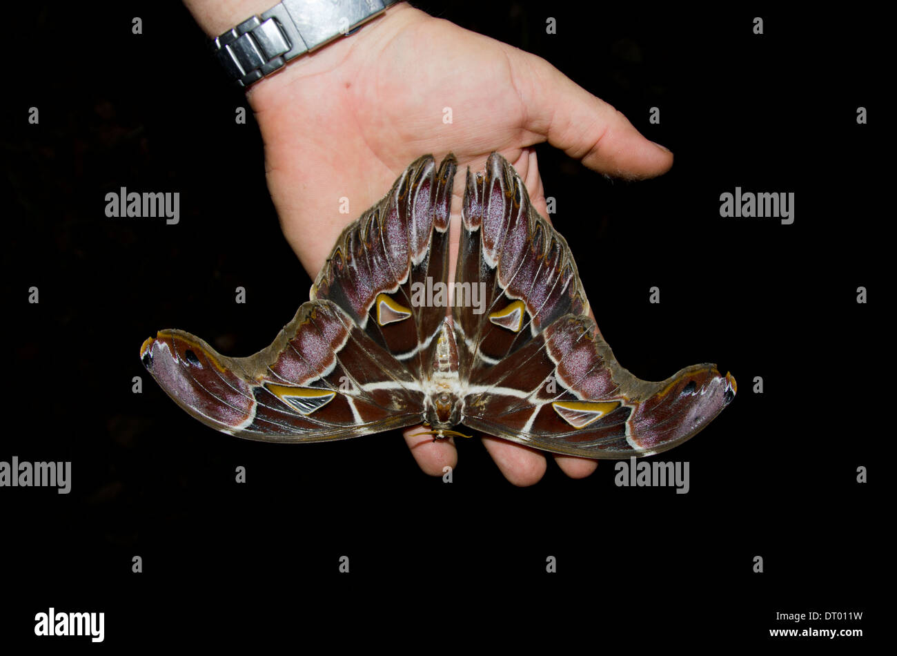 Motte, in menschliche Hand mit schwarzem Hintergrund, Danum Valley, Ost-Malaysia, Sabah, Borneo Stockfoto