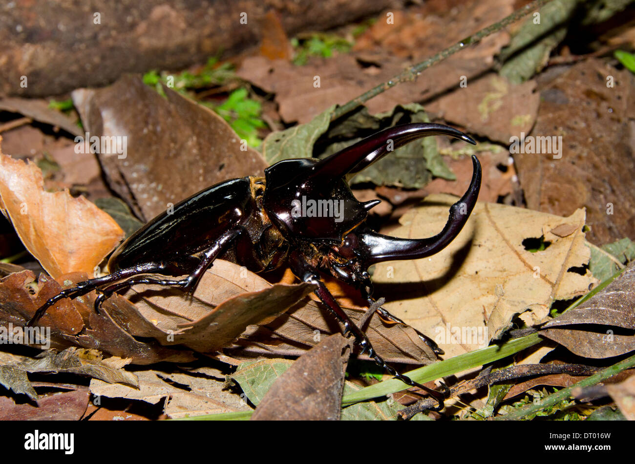 Hirschkäfer, Lucanidae, individuelle auf Blatt Wurf, Danum Valley, Sabah, Ost-Malaysia, Borneo Stockfoto