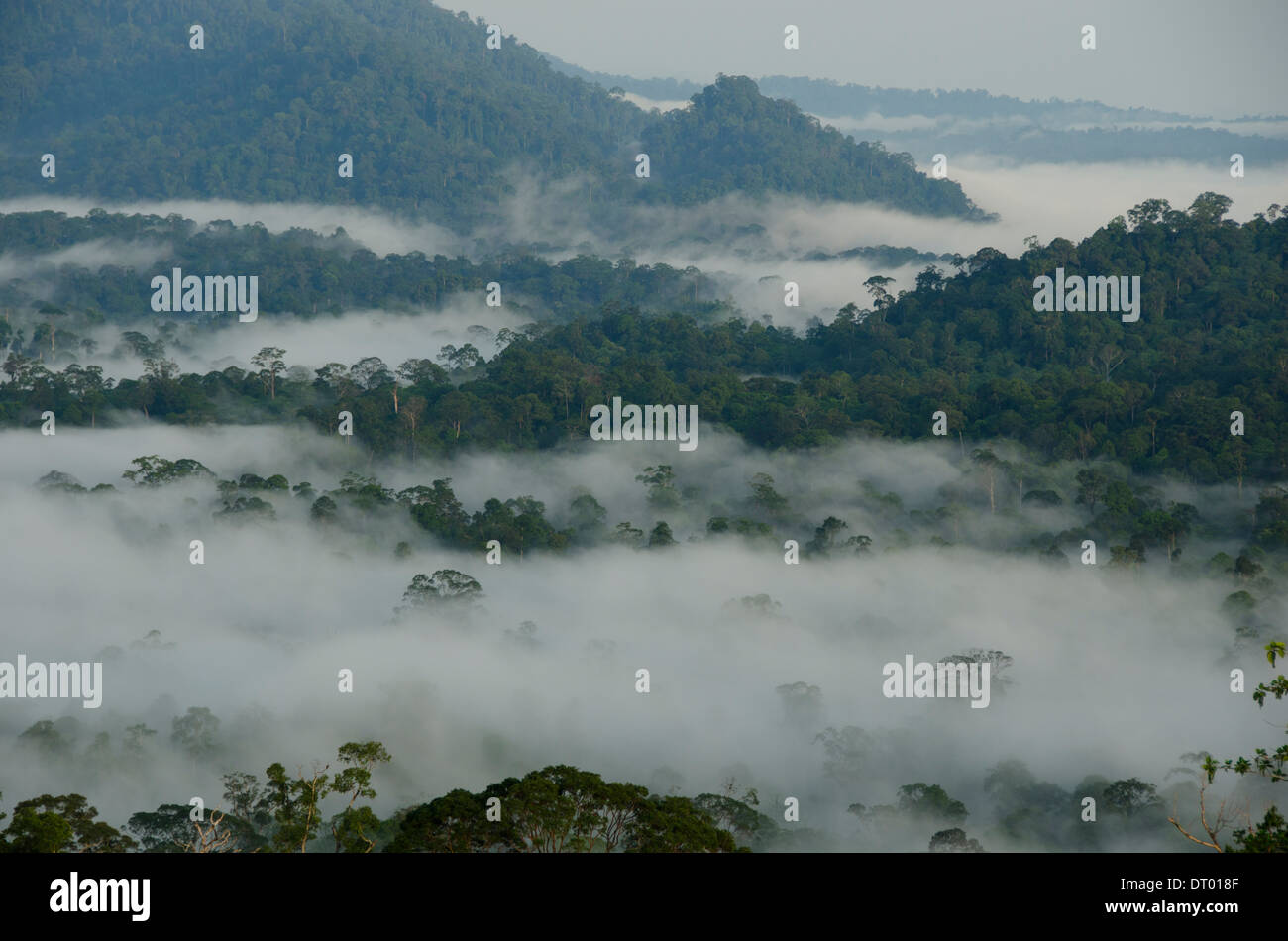 Nebel über Tal, Danum Valley, Ost-Malaysia, Sabah, Borneo Stockfoto