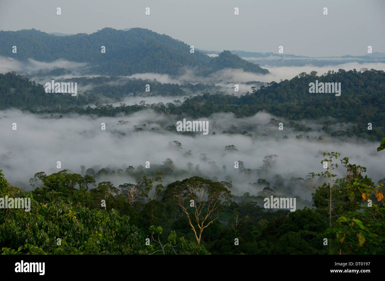 Nebel über Tal, Danum Valley, Ost-Malaysia, Sabah, Borneo Stockfoto