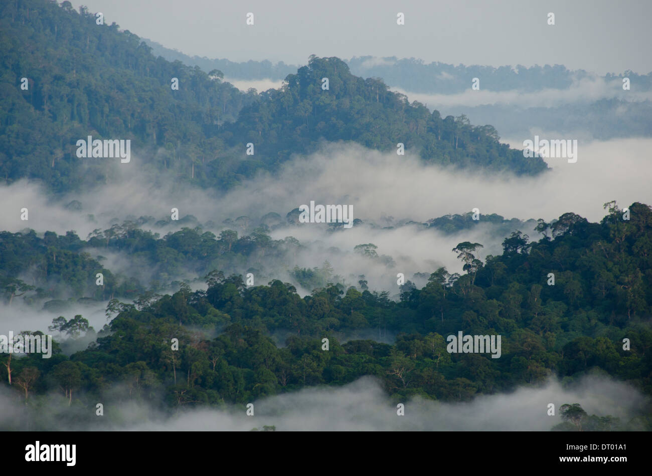 Nebel über Tal, Danum Valley, Ost-Malaysia, Sabah, Borneo Stockfoto