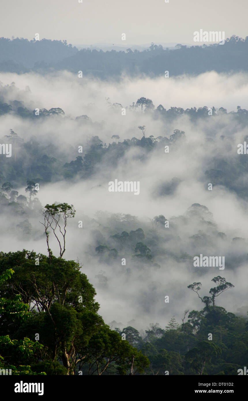Niedrige Wolken Bedeckung Tal, Danum Valley, Ost-Malaysia, Sabah, Borneo Stockfoto