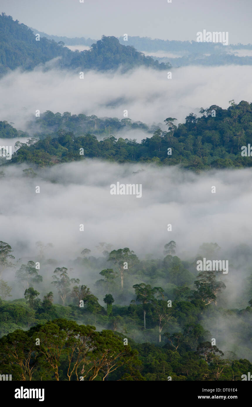 Niedrige Wolken Bedeckung Tal, Danum Valley, Ost-Malaysia, Sabah, Borneo Stockfoto