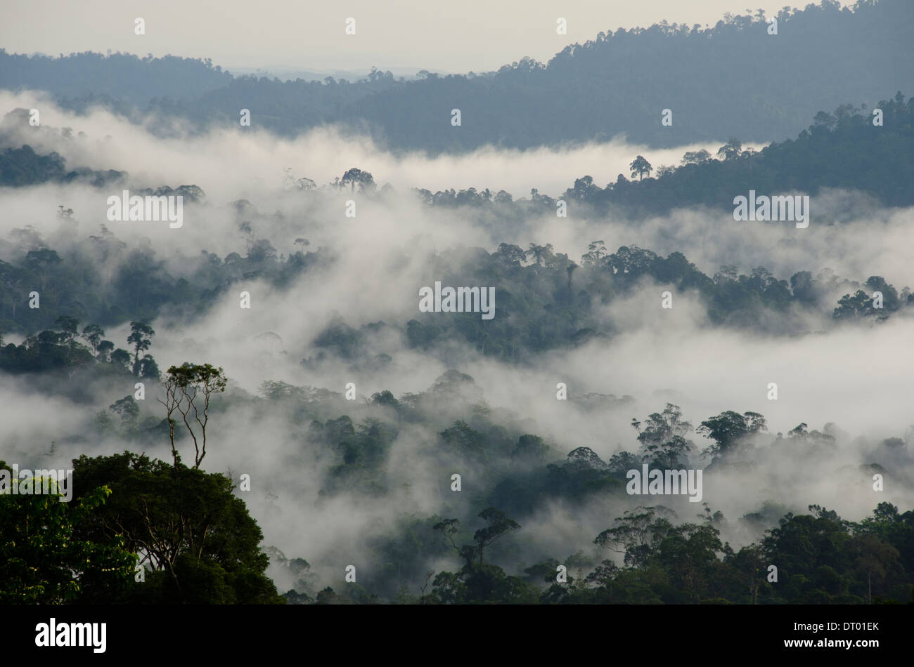 Niedrige Wolken Bedeckung Tal, Danum Valley, Ost-Malaysia, Sabah, Borneo Stockfoto