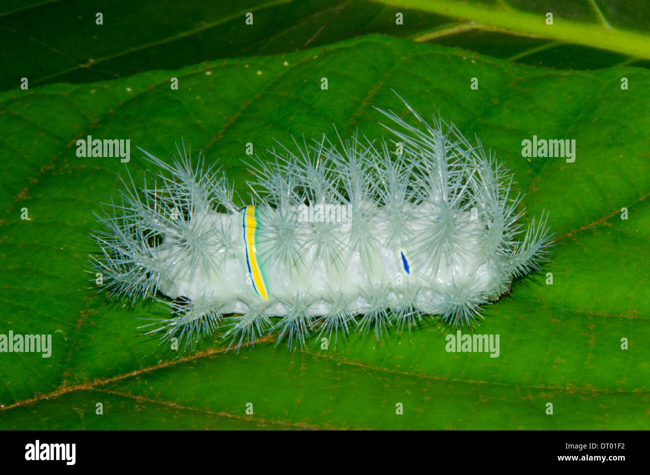 Behaarte Raupe, unbekannte Arten hautnah am Blatt, Danum Valley, Ost-Malaysia, Sabah, Borneo Stockfoto