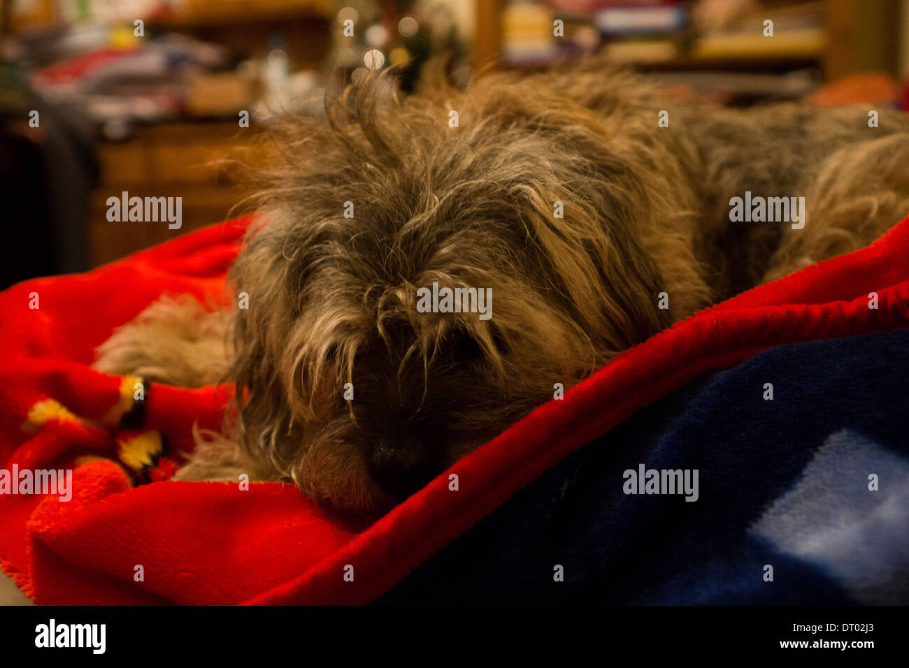 Border Terrier Haushund Haustier rote blaue Decke Stockfoto