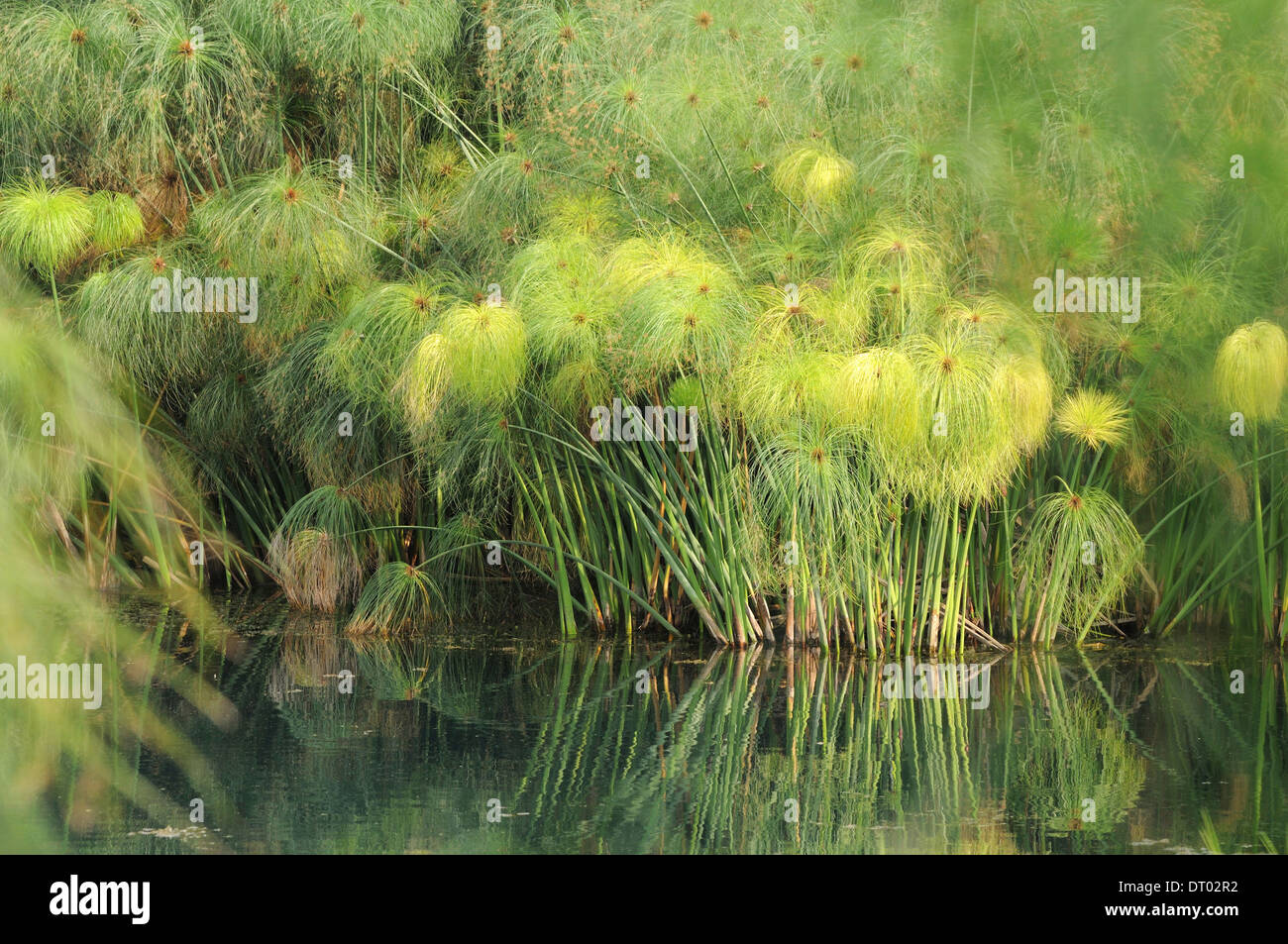 Ägyptische Papierwerk in Fonte ciane Naturpark, Sizilien Stockfoto