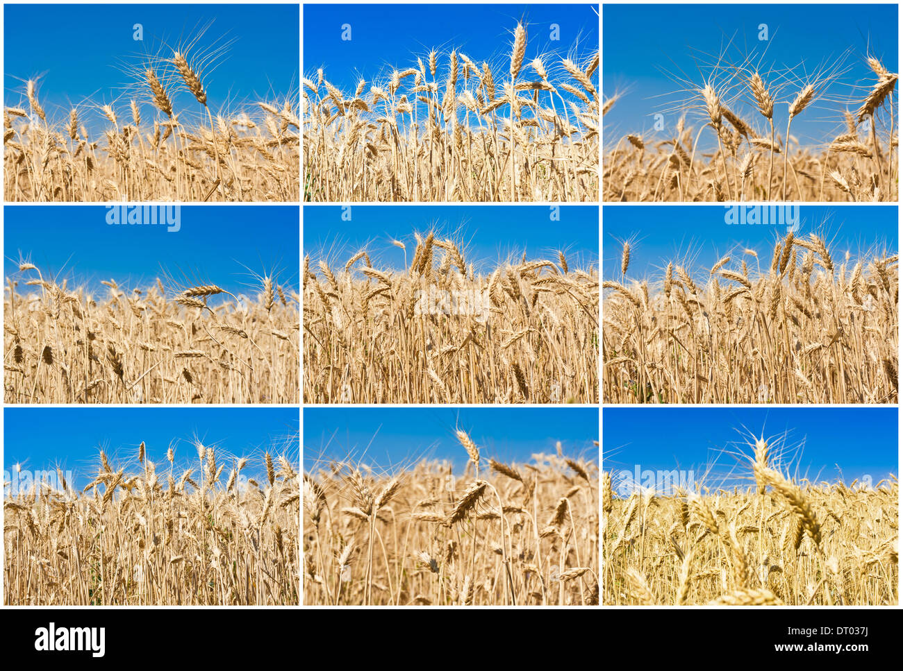 Weizenfeld Stockfoto