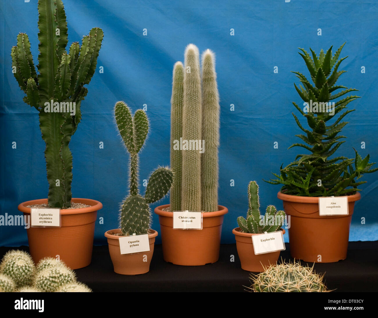 Eingemachte Kakteen, darunter Arten der Aloe, machen Euphorbia, Opunita und  Cliestocactus eine auffllige Anzeige bei einer Landwirtschaftsausstellung  Stockfotografie - Alamy