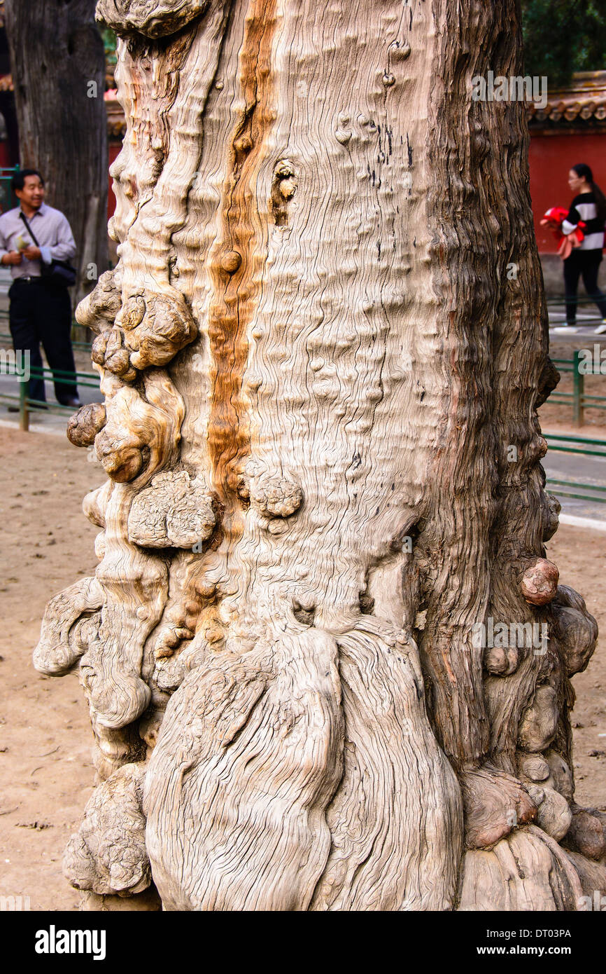 Alte, nagte Baumstamm im kaiserlichen Garten in der verbotenen Stadt, Peking, China Stockfoto