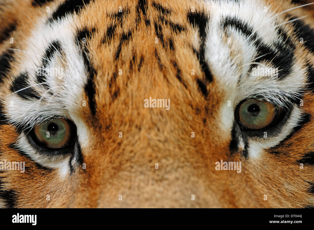 Sibirischer Tiger oder Amur-Tiger (Panthera Tigris Altaica) Stockfoto