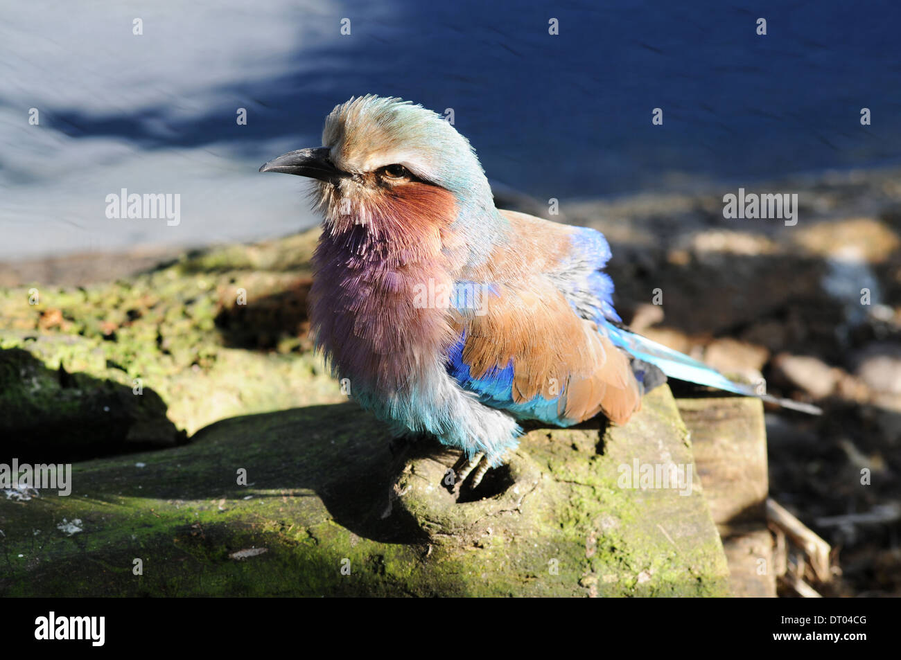 Lilac Breasted Roller Vogel im Londoner Zoo Stockfoto