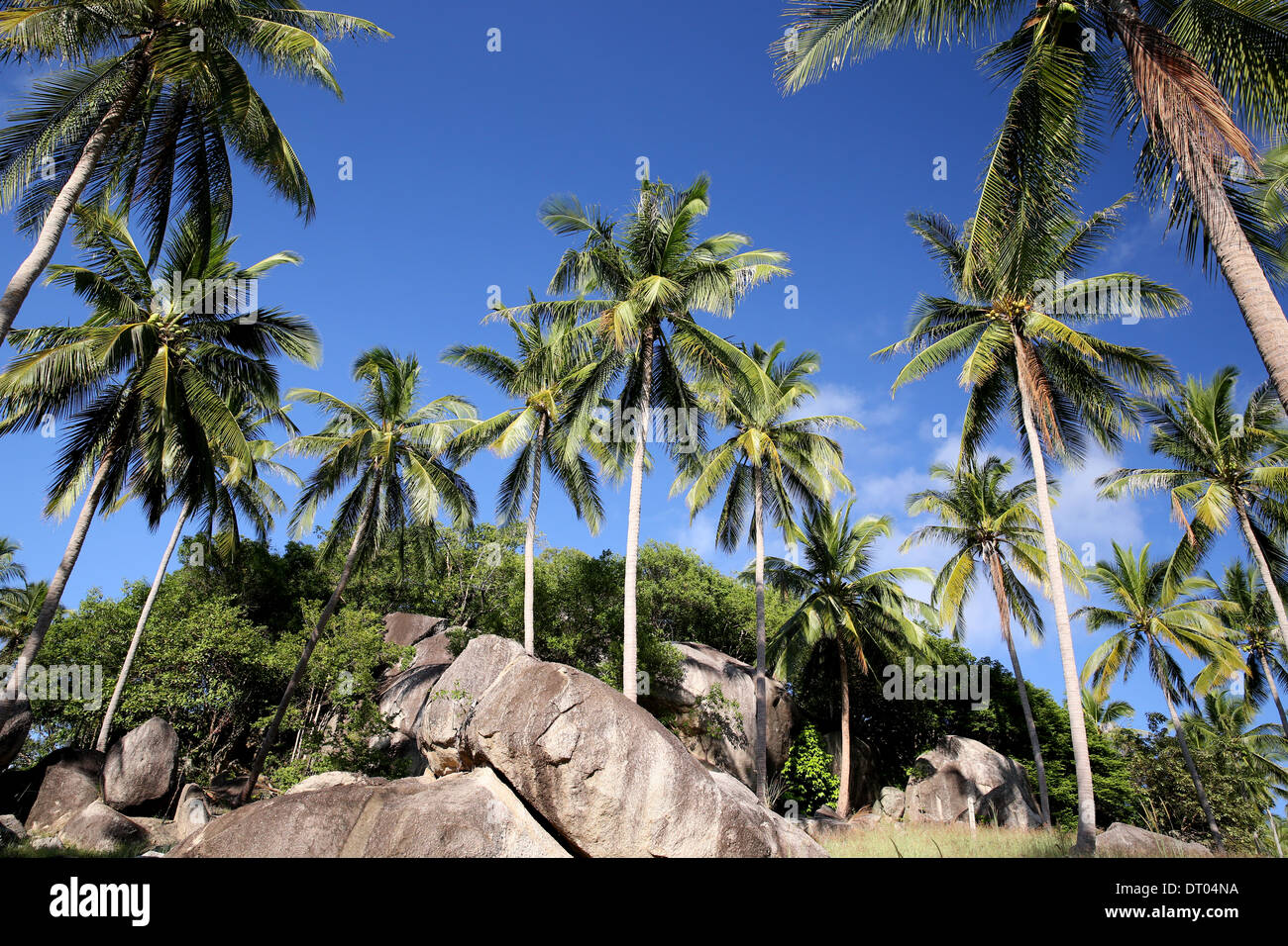 Thailand-Palmen grün mit Felsen und blauer Himmel Stockfoto