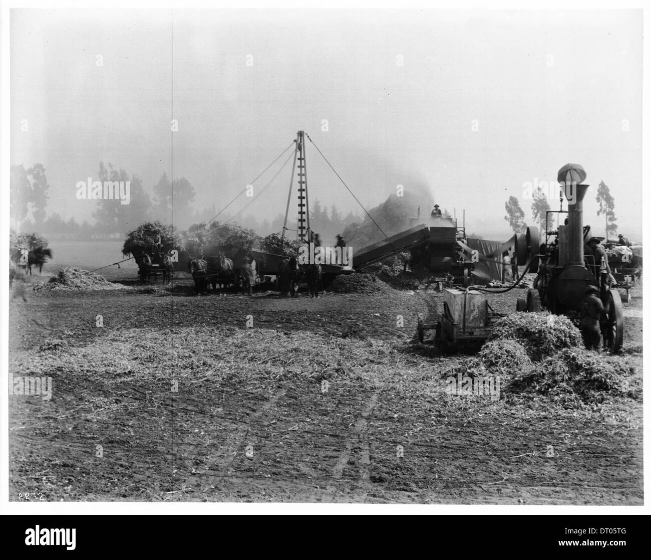 Eine Fotografie eines Bohnendreschens auf der Centinela Ranch, später bekannt als Inglewood, aufgenommen 1903. Die Abbildung zeigt Arbeiter, die Bohnen in einer ländlichen landwirtschaftlichen Umgebung droschen. Stockfoto