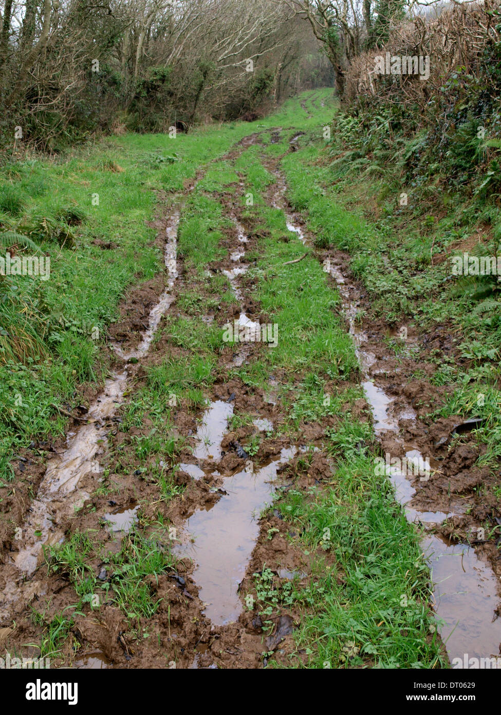 Nasse und schlammige Maultierweg im Winter, Cornwall, UK Stockfoto