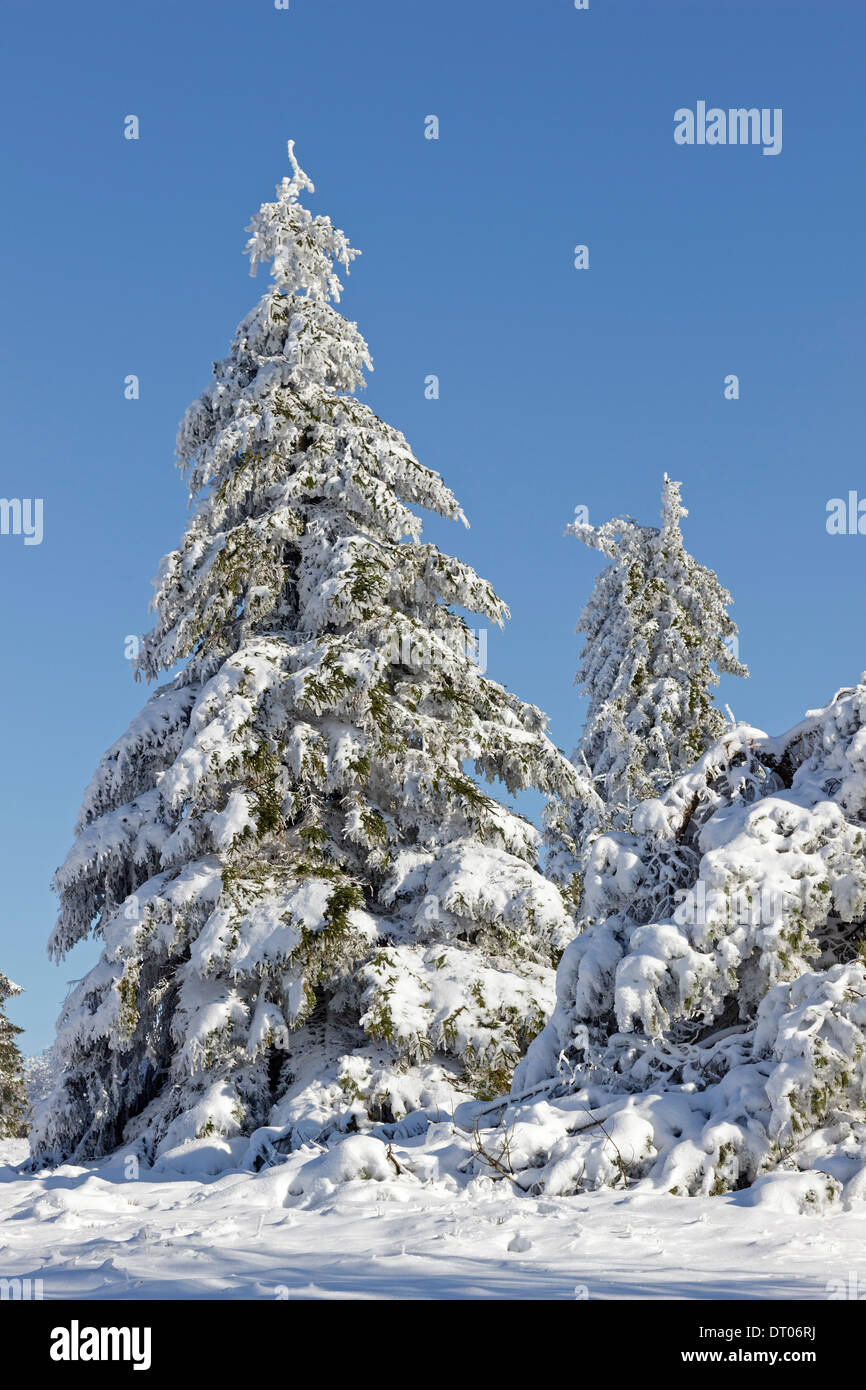 Verschneite Bäume auf Kahler Asten in Winterberg, Sauerland, Northrhine Westfalia, Deutschland Stockfoto