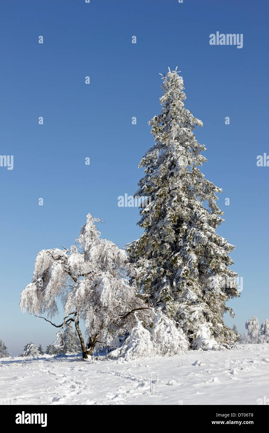 Verschneite Bäume auf Kahler Asten in Winterberg, Sauerland, Northrhine Westfalia, Deutschland Stockfoto