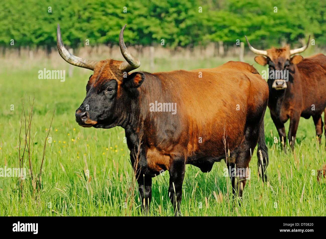 Auerochse (Bos Primigenius F. Taurus), Bull, North Rhine-Westphalia, Deutschland Stockfoto