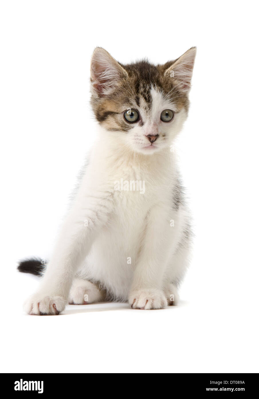 Tabby und weißen Kätzchen isoliert auf weißem Hintergrund Stockfoto