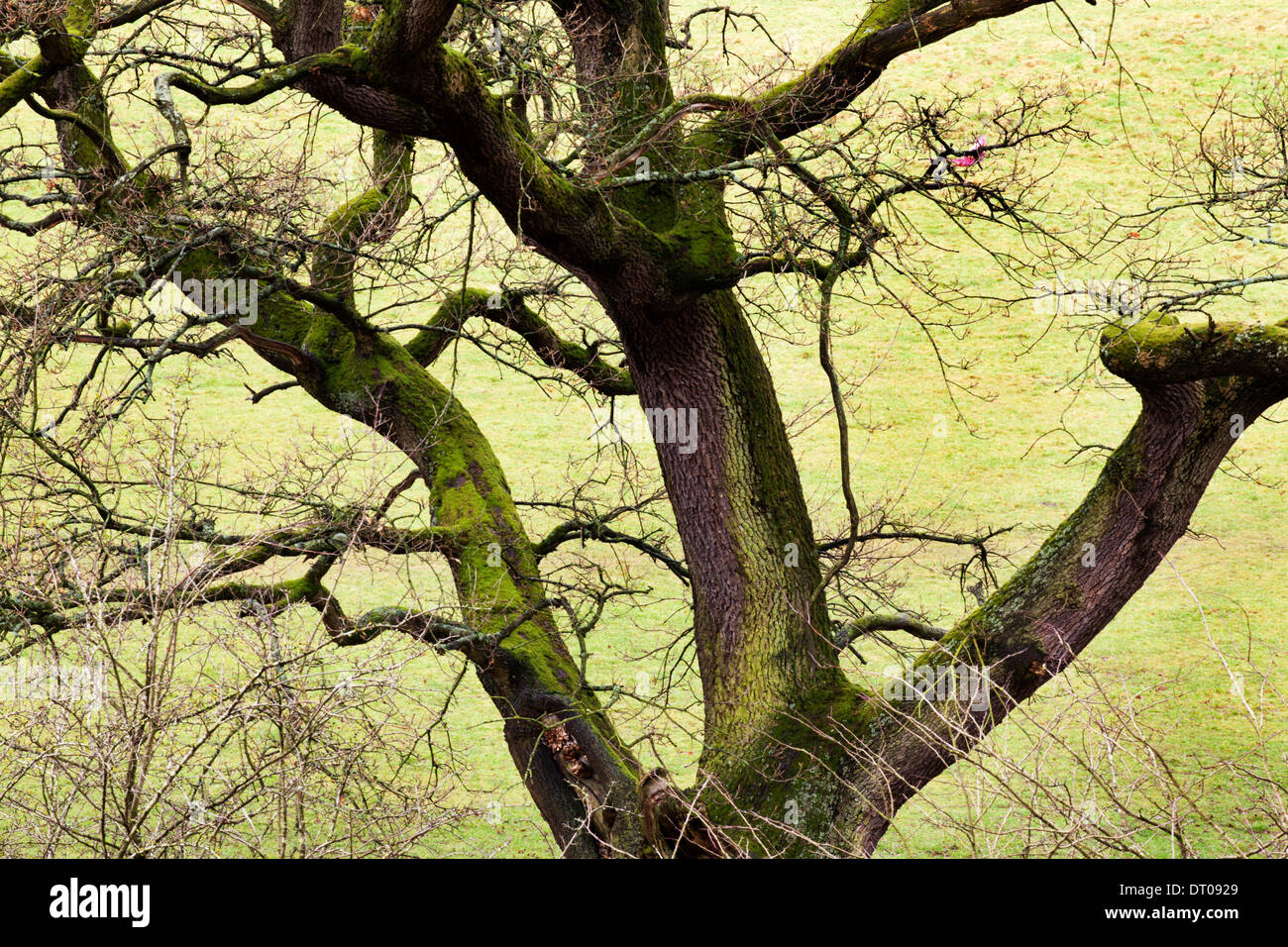 Winter Baum in Bolton Abbey in Wharfedale North Yorkshire England Stockfoto