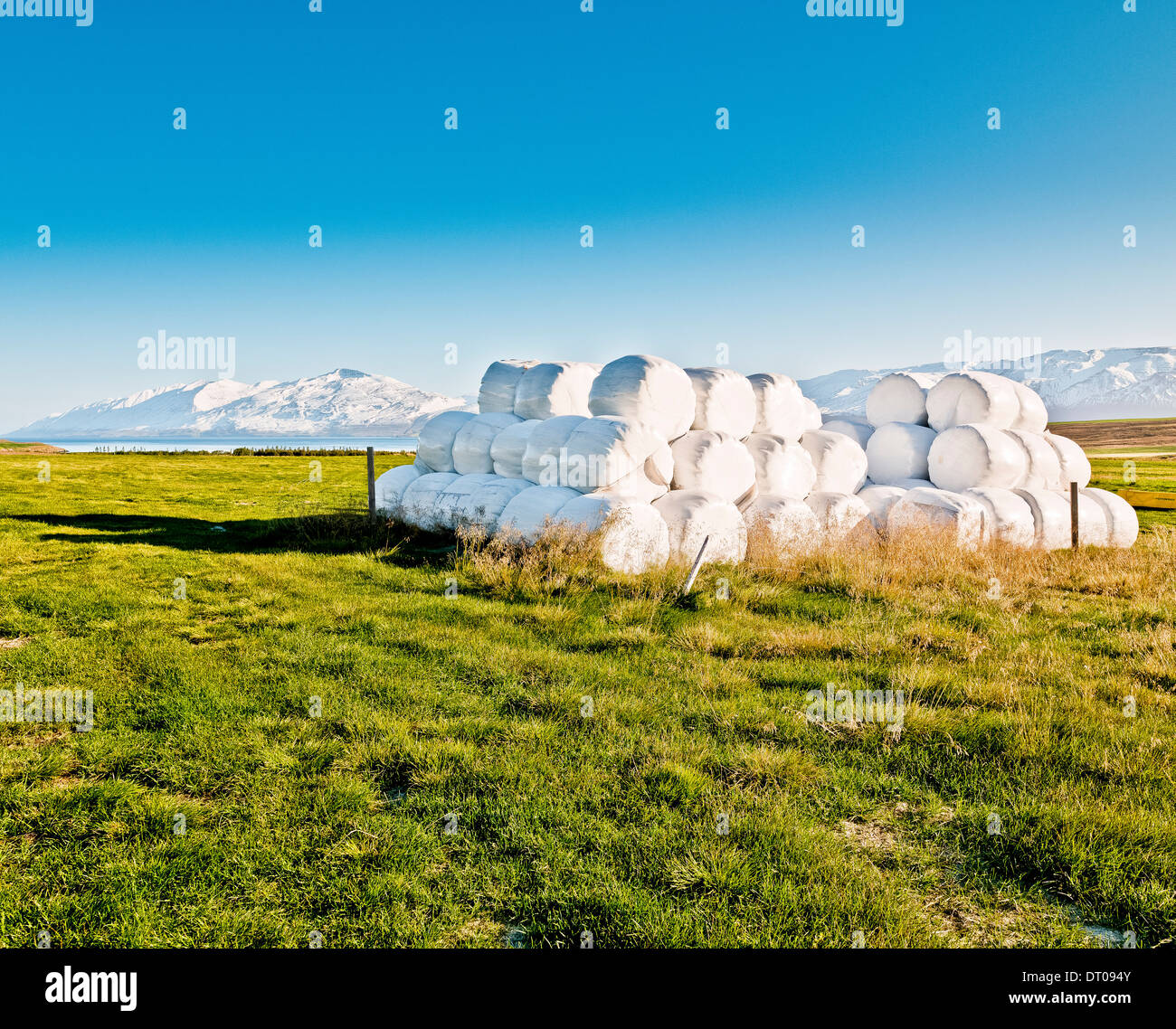 Heuballen gewickelt aus Kunststoff für den Winter zu bewahren. Eyjafjordur, Island Stockfoto