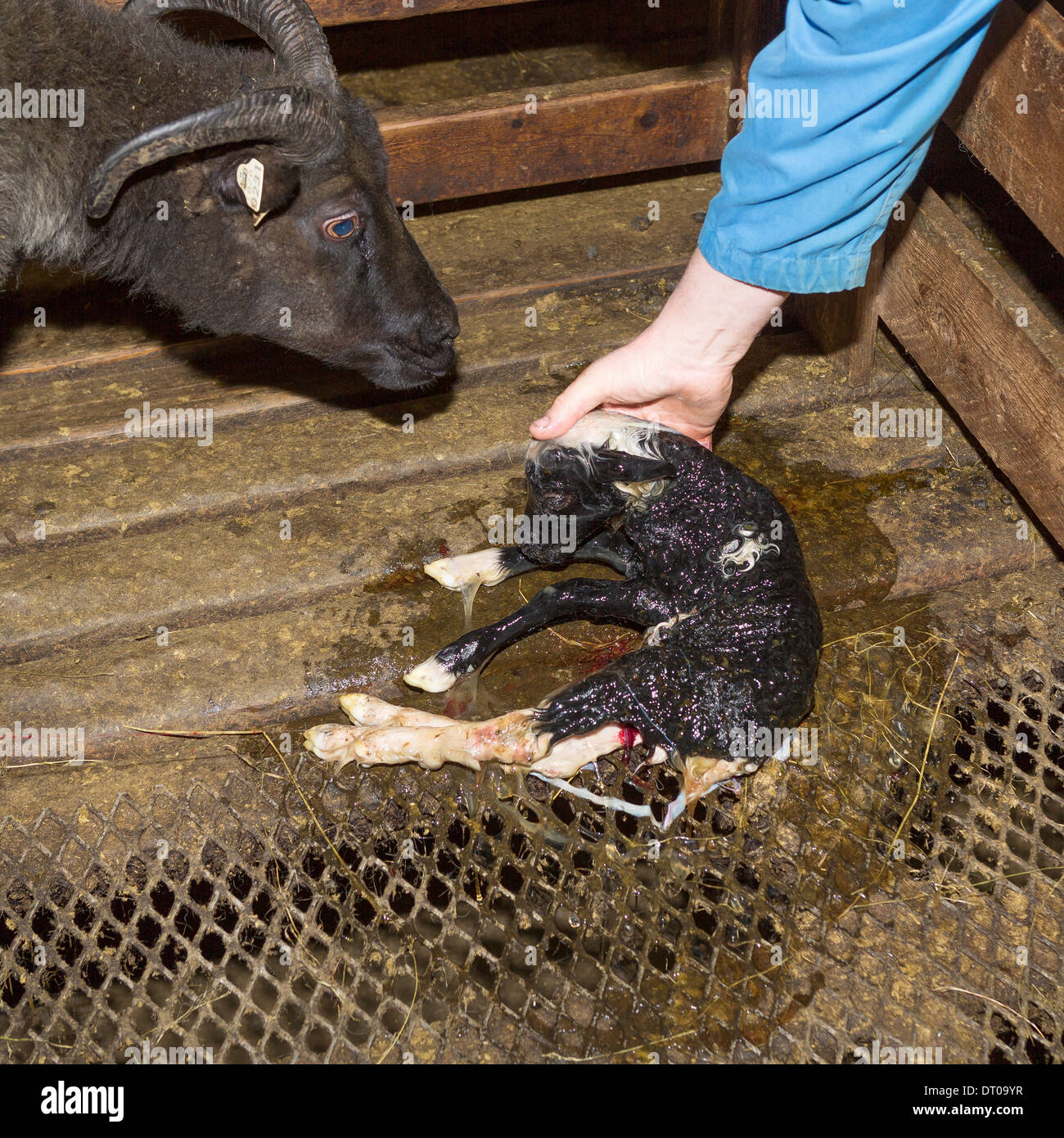 Bauer mit Neugeborenen Lämmern und Ewe, Eastern, Island Stockfoto