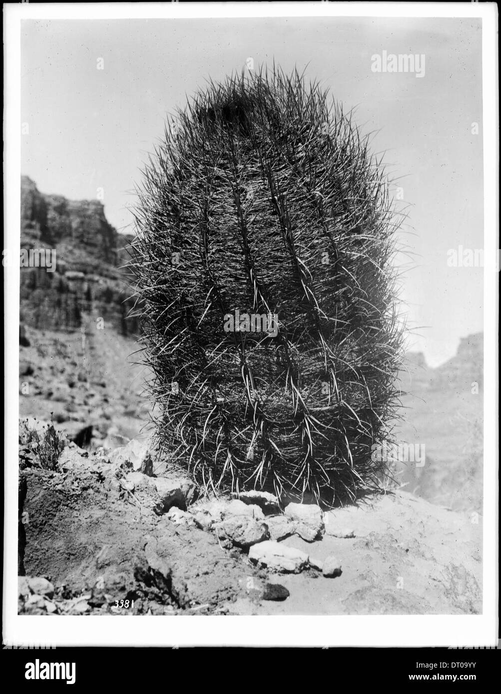 Nahaufnahme eines Fasses Kaktus in der Wüste im Havasupai Indian Land, ca.1920 Stockfoto