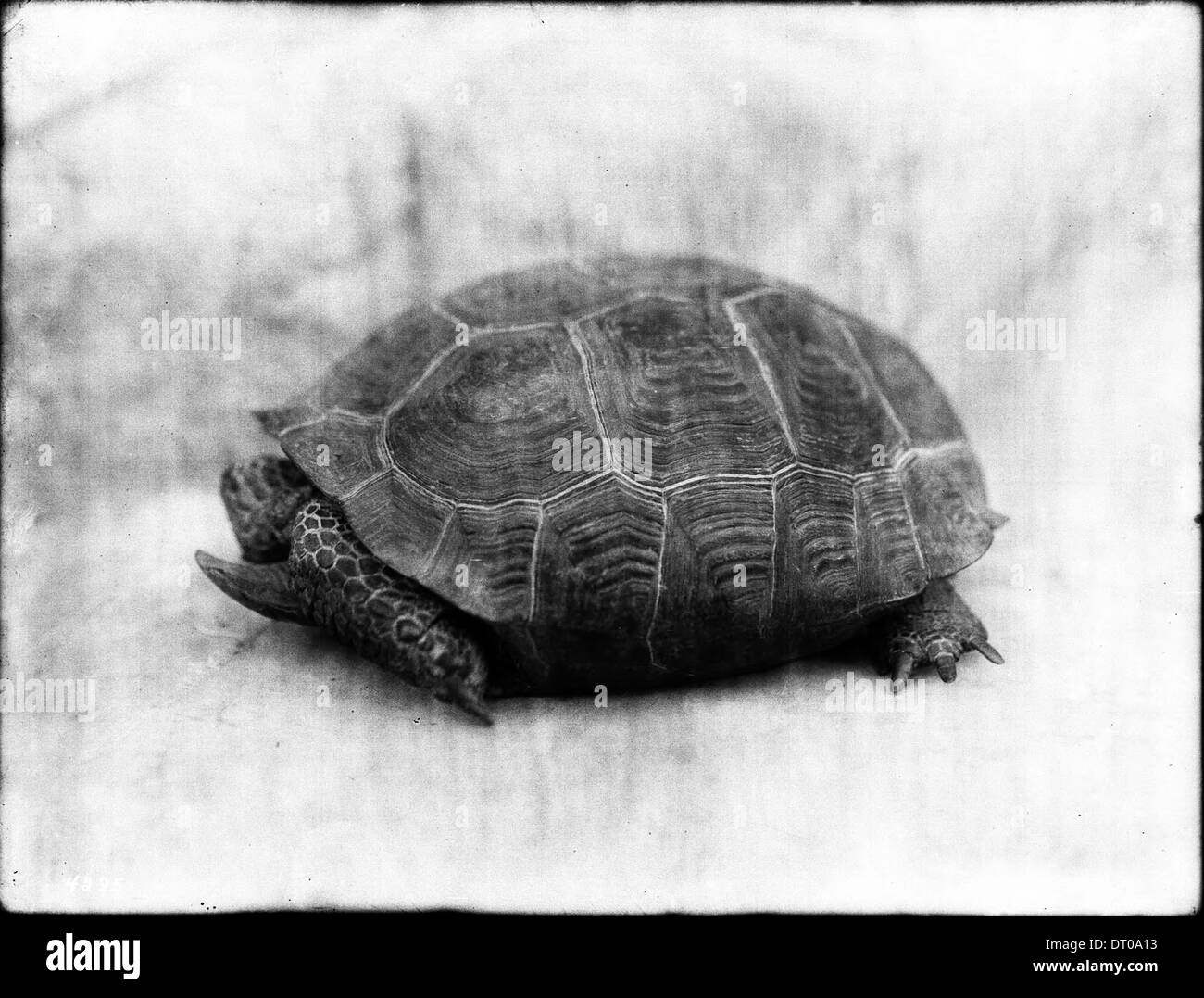 Nahaufnahme einer Wüste Schildkröte gefunden 60 Meilen von Wasser, ca.1920 Stockfoto