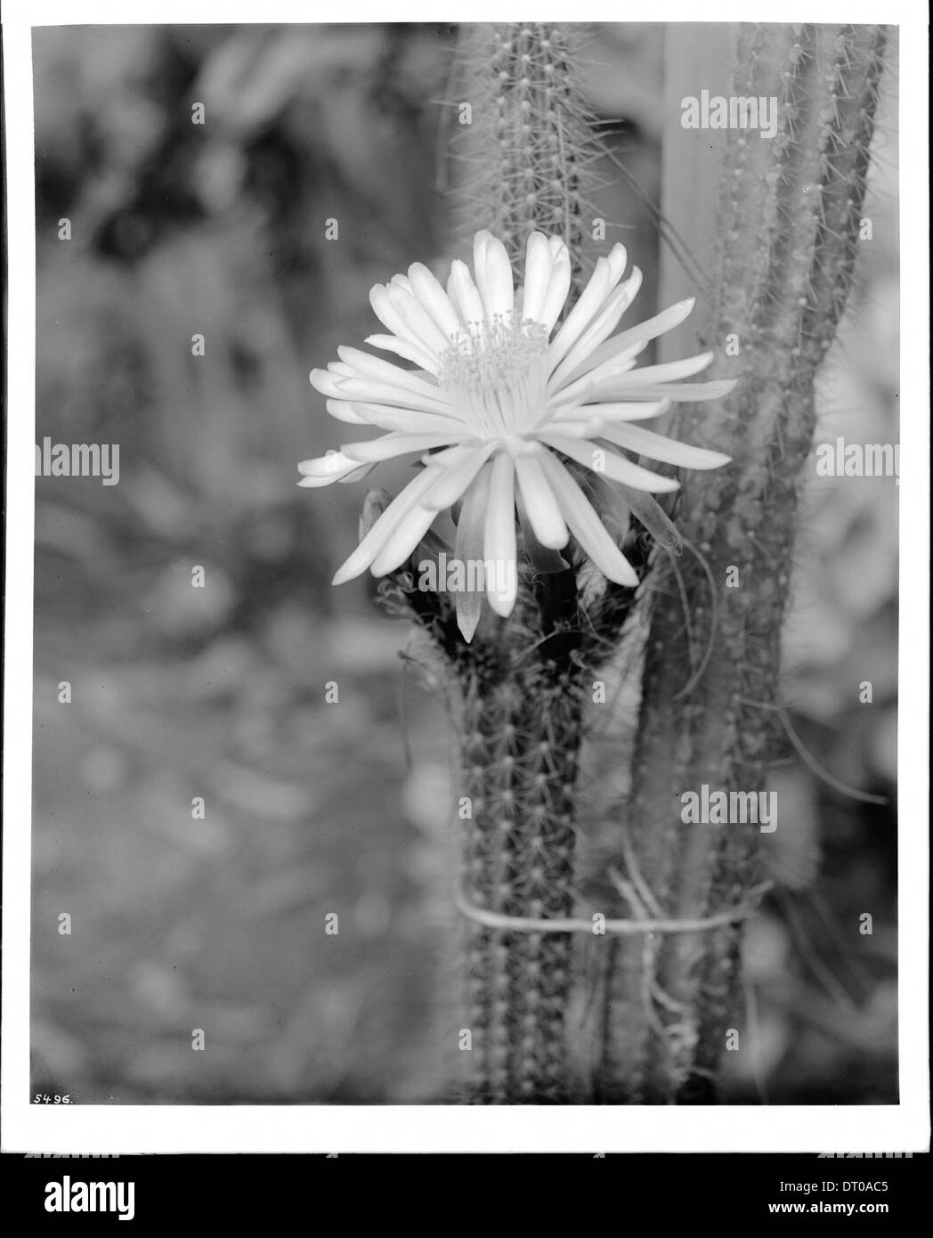 Dieses Nahaufnahme-Foto zeigt ein Exemplar des nächtlichen Cereus (cereus), das um 1920 aufgenommen wurde und die komplizierten Details dieses blühenden Kaktuss zeigt. Stockfoto