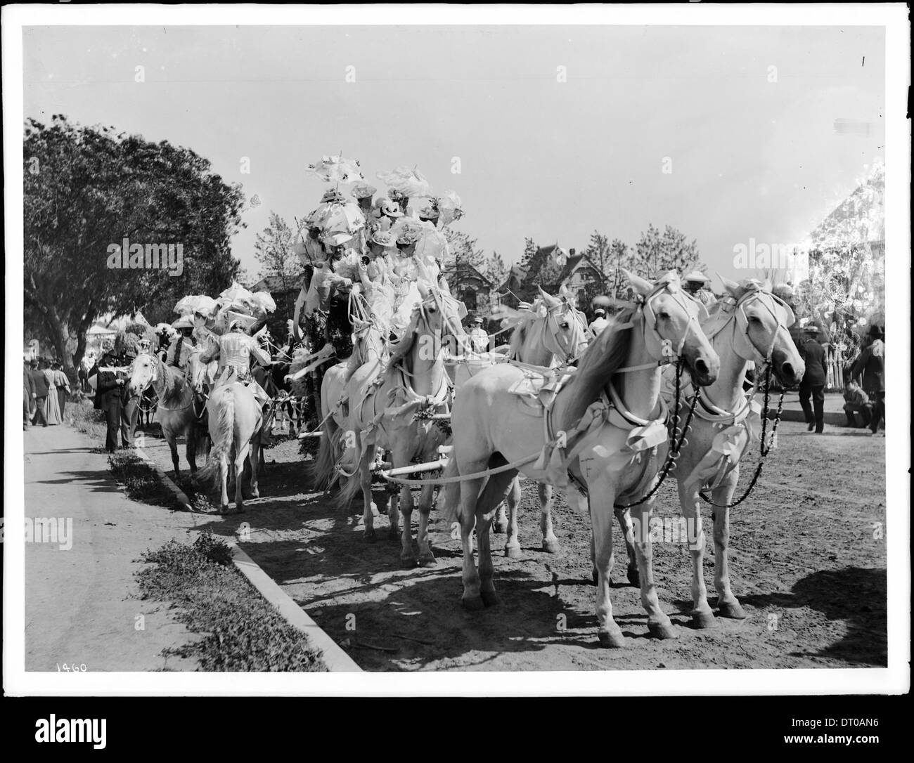 Eine Kutsche, die von sechs weißen Pferden während der Los Angeles Fiesta gezogen wurde, wurde um 1901 aufgenommen und zeigt einen festlichen Moment aus Los Angeles. Stockfoto