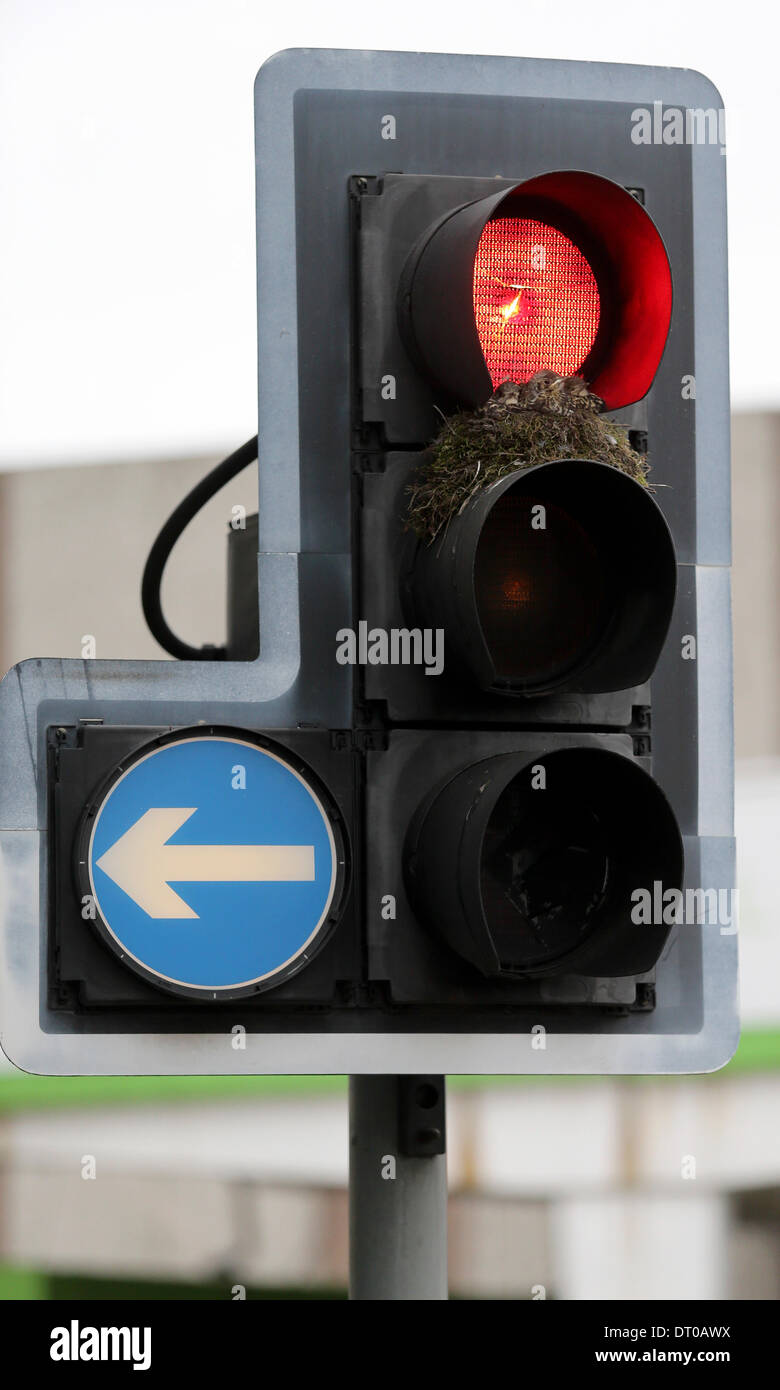 Leicester, UK. 5. Februar 2014.  Mit der Wärme von der Rotlicht-Lampe und immer Zuflucht von der Haube auf einer Reihe von Ampeln, an einer belebten Straßenkreuzung in Leicester, haben zwei Vögel, [vermutlich drosseln] drei Küken erfolgreich angesprochen. Die Küken haben mit ihren Flügeln zu schlagen begonnen und sind fast fertig, ihr Nest mit Blick auf sechs Fahrspuren über Ringautobahn der Stadt zu verlassen. Bildnachweis: Joanne Roberts/Alamy Live-Nachrichten Stockfoto