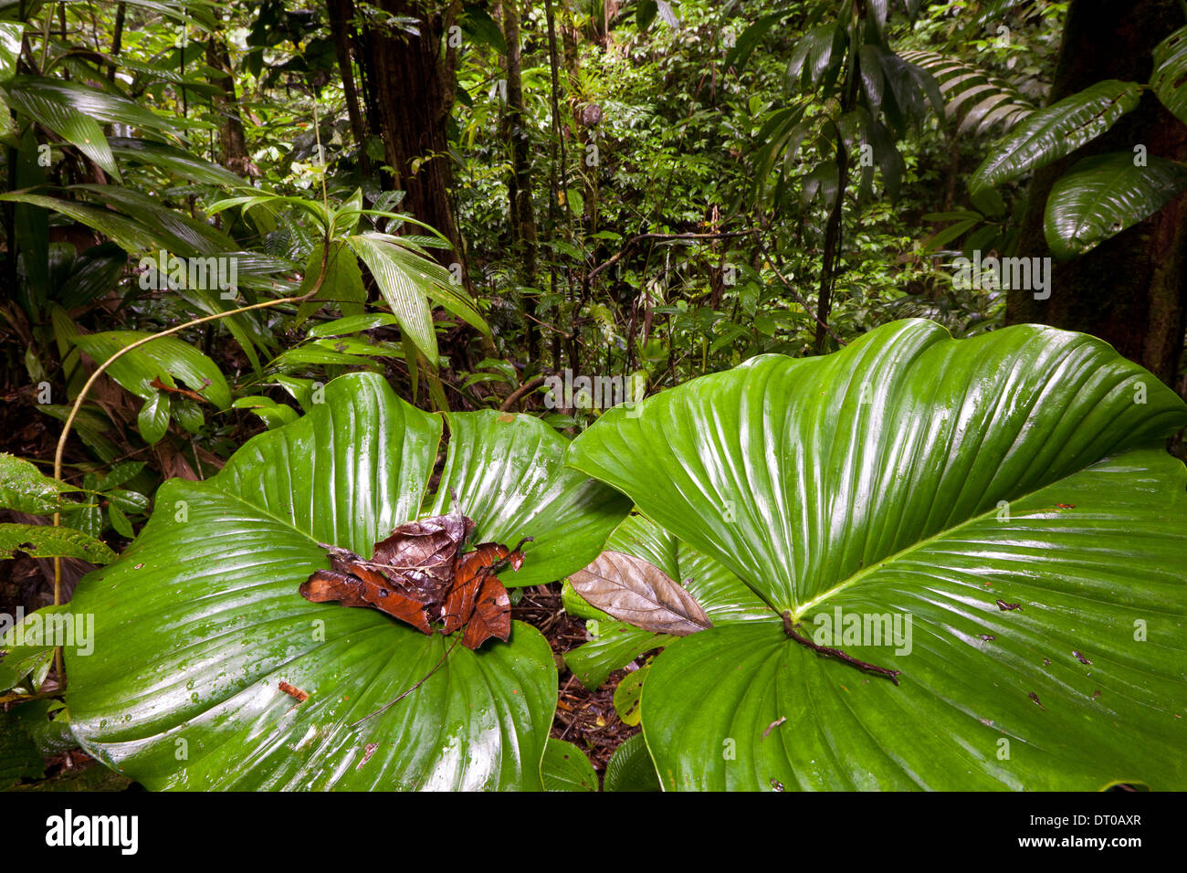 Grosse nasse Blätter im premontane feuchten tropischen Regenwald in Burbayar Naturschutzgebiet, Panama Provinz, Republik Panama. Stockfoto